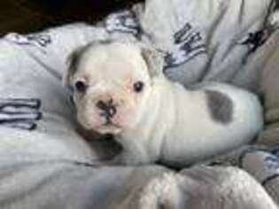 French Bulldog Puppy for sale in Winterset, IA, USA
