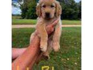 Golden Retriever Puppy for sale in New Paris, IN, USA
