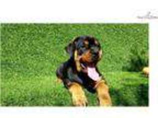 Rottweiler Puppy for sale in San Diego, CA, USA