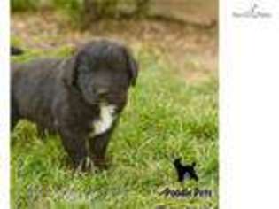 Saint Berdoodle Puppy for sale in Portland, OR, USA