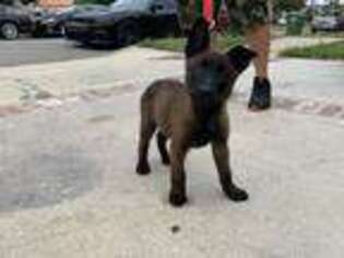 Belgian Malinois Puppy for sale in Carson, CA, USA