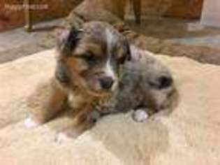 Australian Shepherd Puppy for sale in Gretna, NE, USA