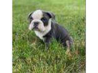 Bulldog Puppy for sale in South Bend, IN, USA