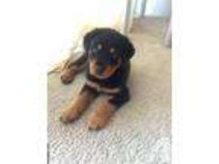 Rottweiler Puppy for sale in DANIA, FL, USA