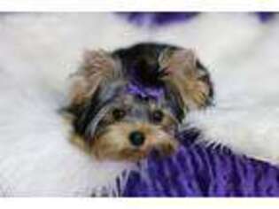 Yorkshire Terrier Puppy for sale in Vista, CA, USA