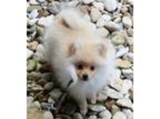 Pomeranian Puppy for sale in Rosanky, TX, USA