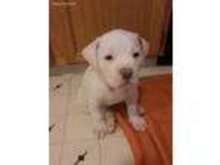 American Bulldog Puppy for sale in Fort Collins, CO, USA