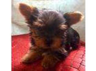 Yorkshire Terrier Puppy for sale in Los Fresnos, TX, USA