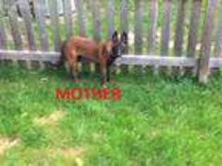 Belgian Malinois Puppy for sale in Wilmington, IL, USA