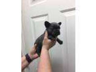 French Bulldog Puppy for sale in Lindale, TX, USA