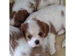 Cavalier King Charles Spaniel Puppy for sale in Springville, AL, USA