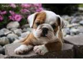 Bulldog Puppy for sale in New Haven, IN, USA