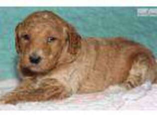 Goldendoodle Puppy for sale in Lexington, KY, USA