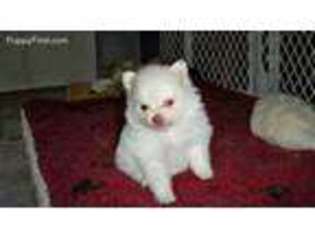 Pomeranian Puppy for sale in Skowhegan, ME, USA