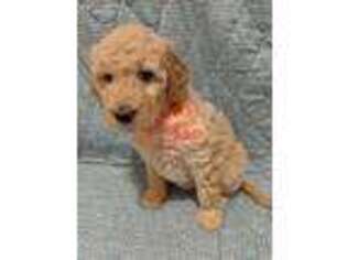 Goldendoodle Puppy for sale in Rogers, AR, USA