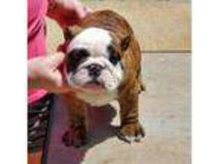 Bulldog Puppy for sale in Summit, MS, USA