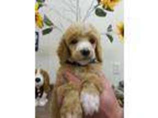 Mutt Puppy for sale in Whaleyville, MD, USA