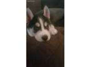 Siberian Husky Puppy for sale in Hope Mills, NC, USA