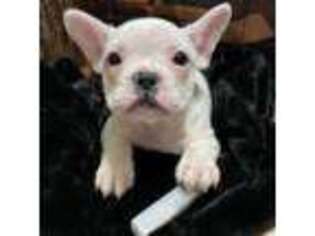 French Bulldog Puppy for sale in Garner, NC, USA