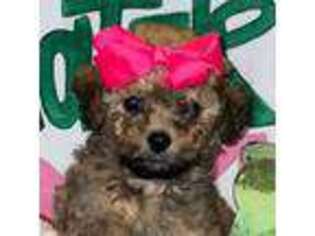 Mutt Puppy for sale in Downsville, LA, USA