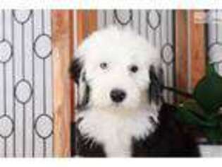 Old English Sheepdog Puppy for sale in Fort Myers, FL, USA