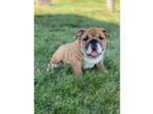 Bulldog Puppy for sale in Omaha, AR, USA