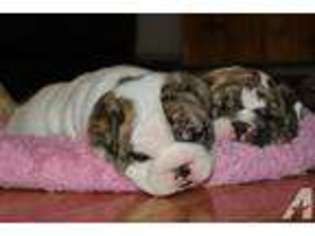 Bulldog Puppy for sale in CLEVELAND, OH, USA