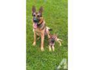 German Shepherd Dog Puppy for sale in BARGERSVILLE, IN, USA