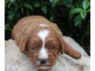 Cavapoo Puppy for sale in Memphis, MO, USA