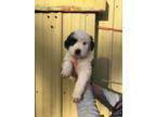 Saint Bernard Puppy for sale in Bucoda, WA, USA