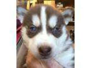 Siberian Husky Puppy for sale in Tappahannock, VA, USA