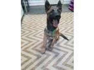 Belgian Malinois Puppy for sale in Ava, MO, USA