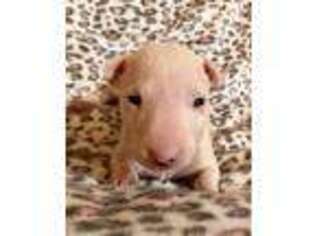 Bull Terrier Puppy for sale in Memphis, TN, USA