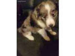 Shetland Sheepdog Puppy for sale in New Oxford, PA, USA