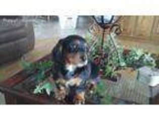 Dachshund Puppy for sale in Grabill, IN, USA