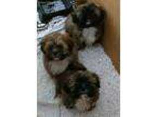 Lhasa Apso Puppy for sale in Brackenridge, PA, USA