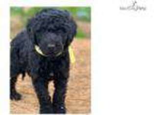 Labradoodle Puppy for sale in Fort Worth, TX, USA