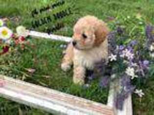 Goldendoodle Puppy for sale in Monett, MO, USA