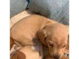 Dachshund Puppy for sale in Jackson, MS, USA