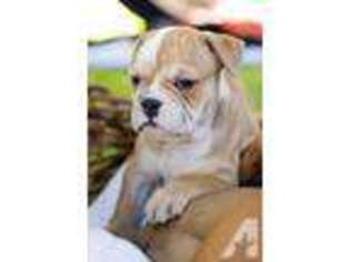 Olde English Bulldogge Puppy for sale in BRYAN, TX, USA