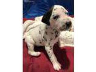 Dalmatian Puppy for sale in Clifton, NJ, USA