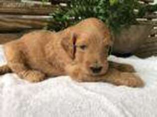 Goldendoodle Puppy for sale in Romulus, NY, USA