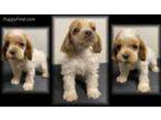 Cocker Spaniel Puppy for sale in Ramsey, IN, USA