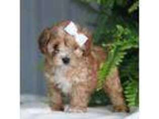 Cavapoo Puppy for sale in Monticello, KY, USA