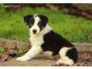 Border Collie Puppy for sale in Sharon, MA, USA