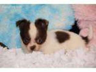 Chihuahua Puppy for sale in Oskaloosa, KS, USA