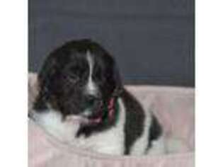 Newfoundland Puppy for sale in Midwest City, OK, USA