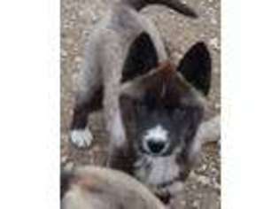 Siberian Husky Puppy for sale in Simpsonville, KY, USA