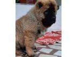 Mutt Puppy for sale in Kirkland, WA, USA
