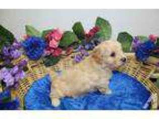 Cavachon Puppy for sale in COLVILLE, WA, USA